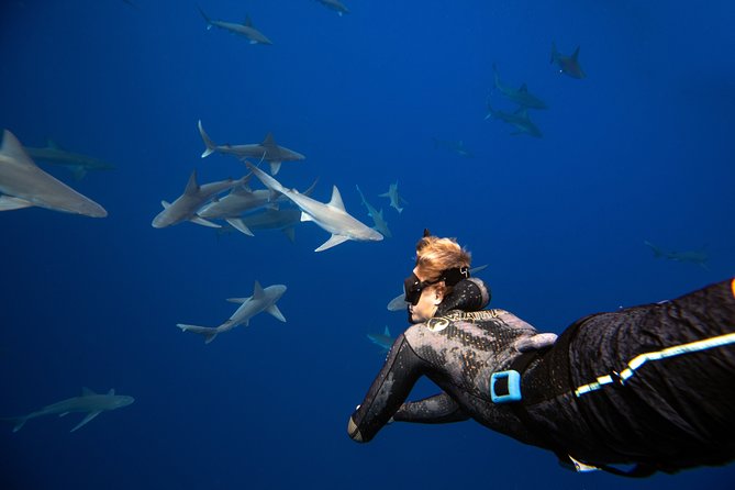 Dive with Sharks in Hawaii: Shark Tour from Haleiwa - Leaving Haleiwa Harbor for open water