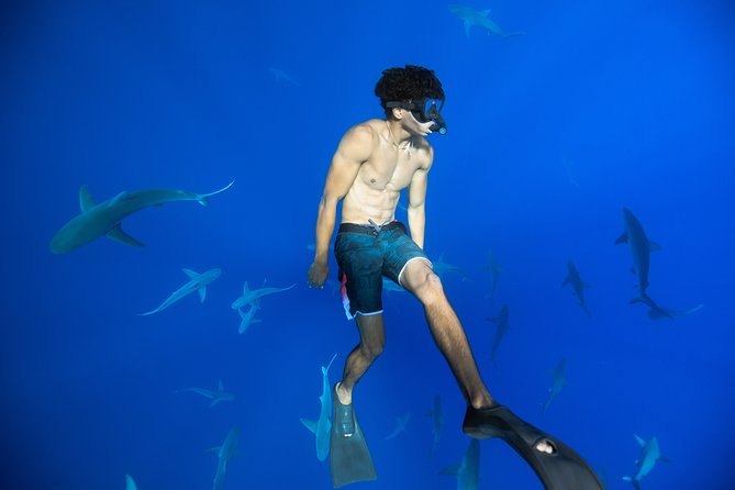 Dive with Sharks in Hawaii: Shark Tour from Haleiwa - Entering the water with safety divers nearby