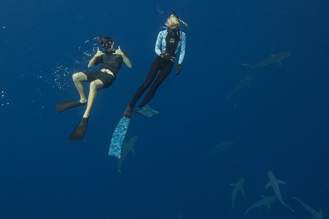 Dive with Sharks in Hawaii: Shark Tour from Haleiwa - What you may see beyond the sharks