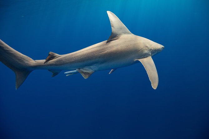 Dive with Sharks in Hawaii: Shark Tour from Haleiwa - The crew’s strongest contribution