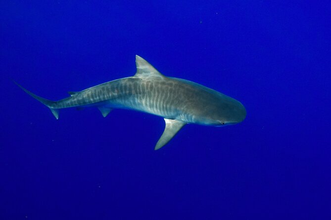 Dive with Sharks in Hawaii: Shark Tour from Haleiwa - Group size, photography, and the real price