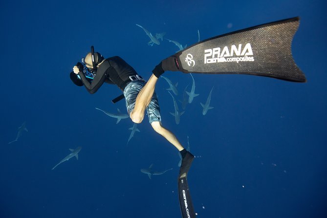 Dive with Sharks in Hawaii: Shark Tour from Haleiwa - Who will enjoy this most