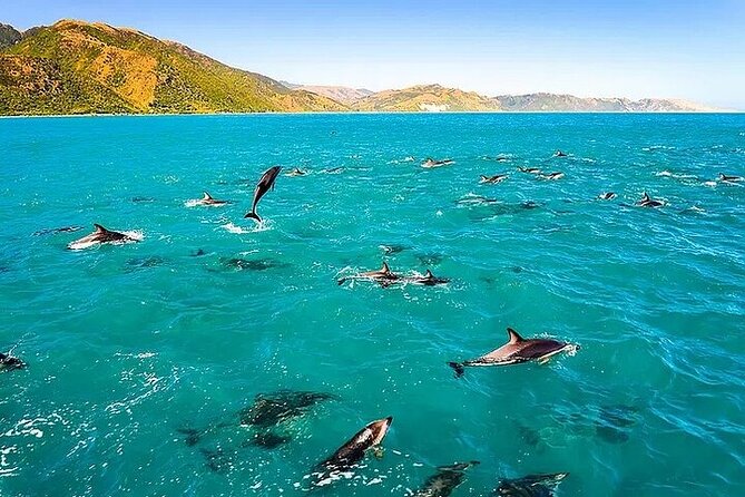 Dolphin, Sea Cave & Captain Cook Snorkel Combo in Kealakekua Bay - Quick Points to Know
