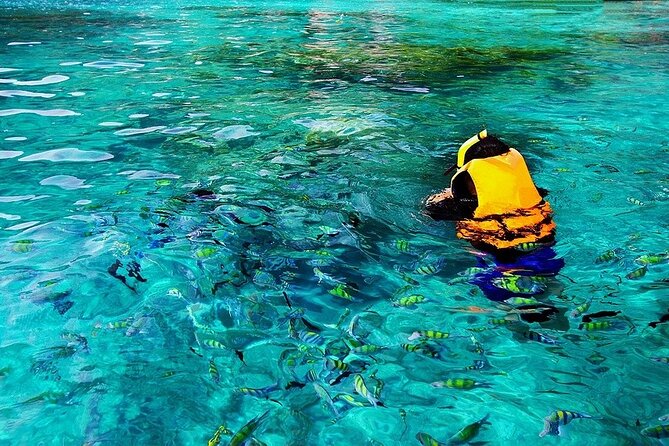 Dolphin, Sea Cave & Captain Cook Snorkel Combo in Kealakekua Bay - Snorkeling at Captain Cook Monument