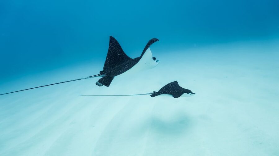 Dolphin Watch Snorkel and BBQ in Kona, Big Island - The ride along the Kona Coast