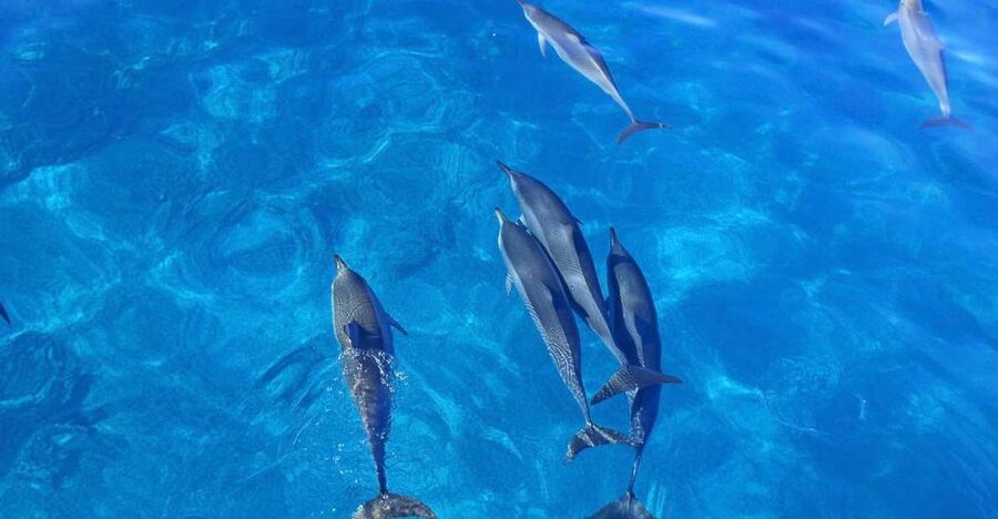 Dolphin Watch Snorkel and BBQ in Kona, Big Island - Sea turtles, reef fish, and the wildlife question