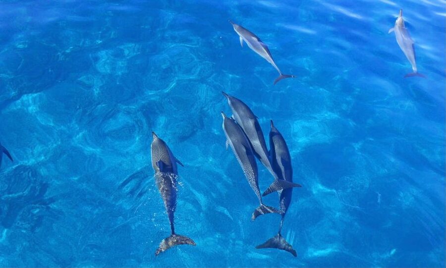 Dolphin Watch Snorkel and BBQ in Kona, Big Island - Who should book this Kona boat trip?