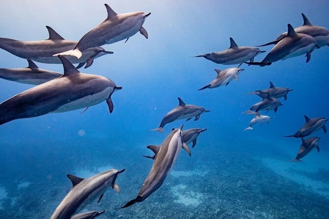 Eco-Raft Tour: Maui-Lanai Snorkel / Dolphin Watch (Semi-Private) - Key points before you book