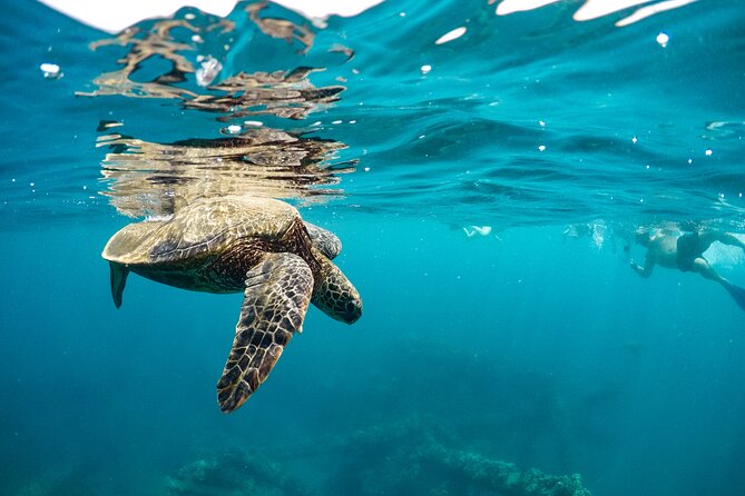 Eco-Raft Tour: Maui-Lanai Snorkel / Dolphin Watch (Semi-Private) - Food and drinks on the raft