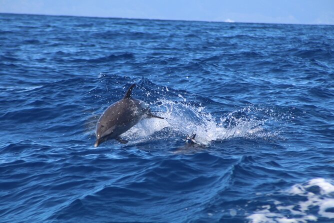 Eco-Raft Tour: Maui-Lanai Snorkel / Dolphin Watch (Semi-Private) - Weather can change the Lanai plan