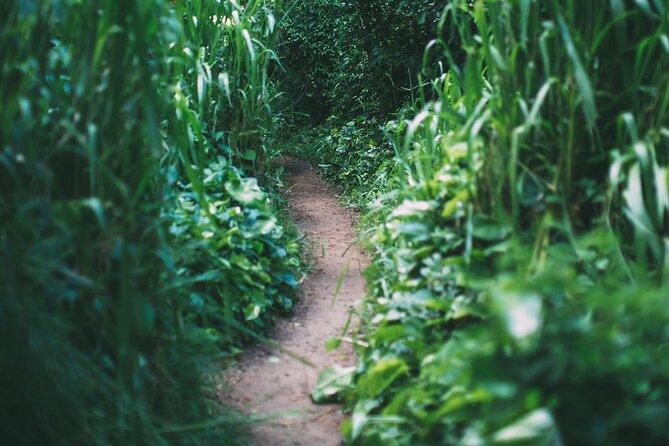 Epic Waterfall Adventure, the Best of Maui - Walking through bamboo and tropical forest