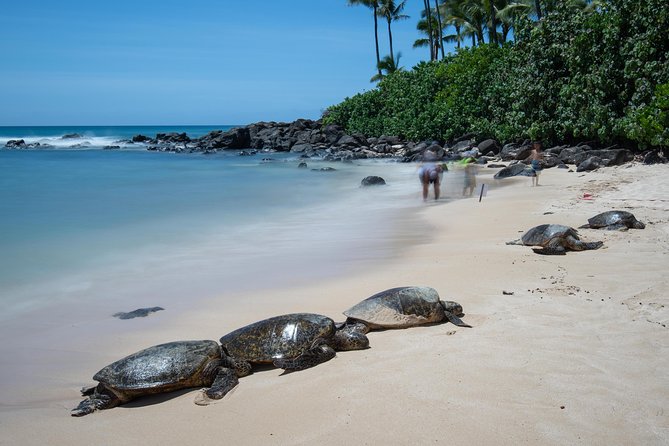 First Day Must: Oahu Sunrise & Circle Island Adventure - Banzai Pipeline shows Oahu’s serious surf side