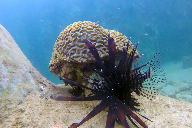 First-Time Scuba Diving in Honolulu + Free Videos - The marine life: enjoyable, but never guaranteed