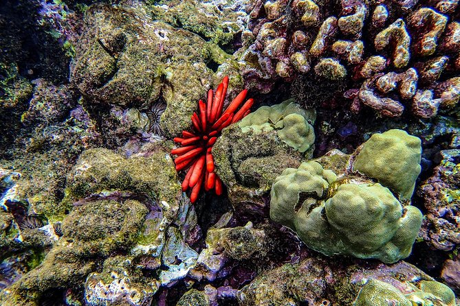 Four Winds Molokini Snorkeling Tour from Maalaea Harbor - Two hours around Molokini Crater