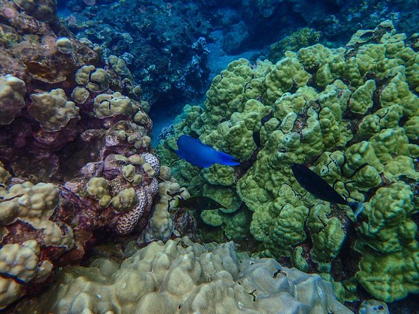 Four Winds Molokini Snorkeling Tour from Maalaea Harbor - A useful option for non-swimmers and children