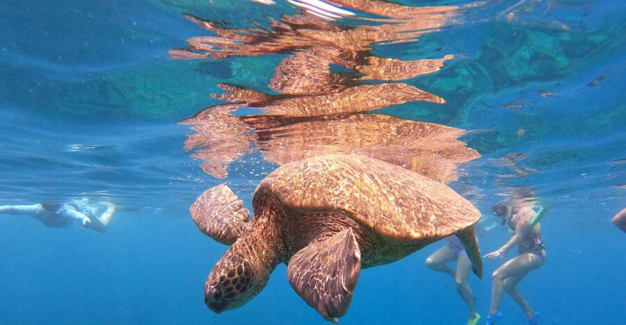 From Ka'anapali: West Maui Half-Day Snorkel Tour w/ Food - What the water time is really like