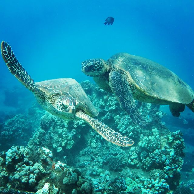 From Kaanapali: Afternoon West Maui Snorkeling w/ Drinks - Coral reefs, turtles, and the underwater hour