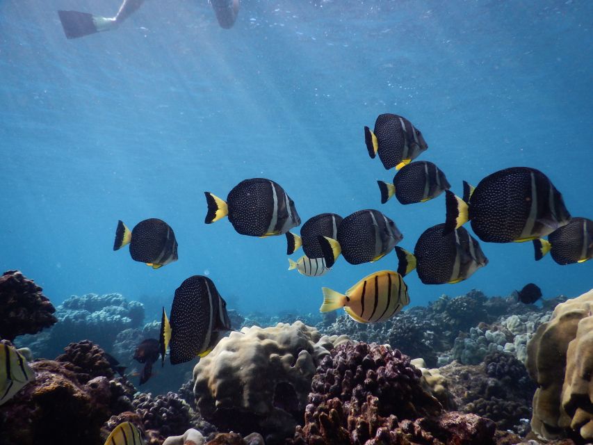 From Kaanapali: Afternoon West Maui Snorkeling w/ Drinks - Sea turtles are not the only possible sight