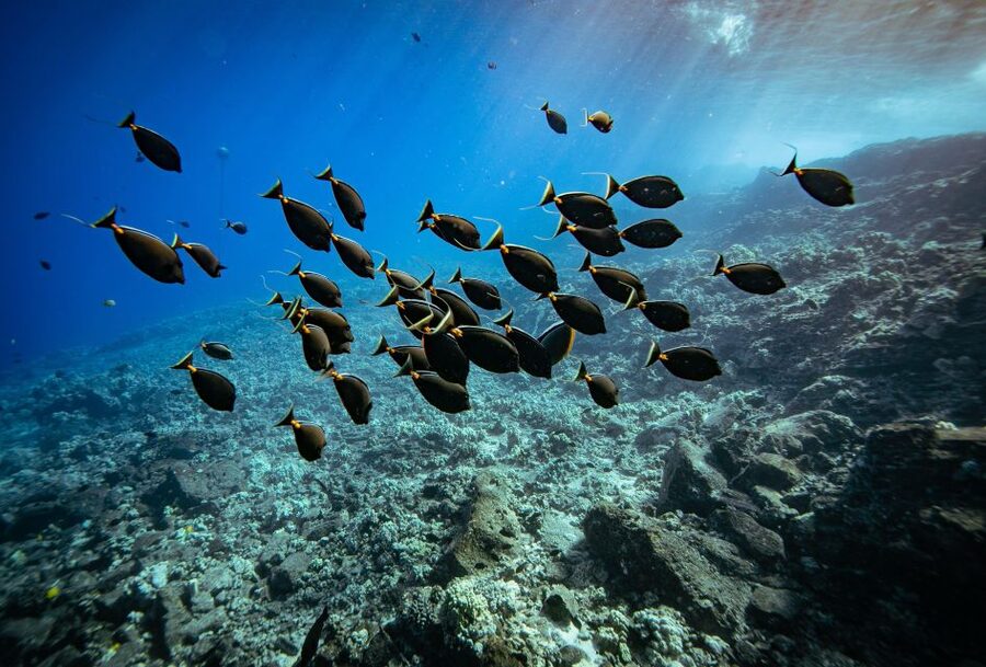 From Kihei: Molokini Crater and Turtle Town Snorkeling - Key points to know before booking