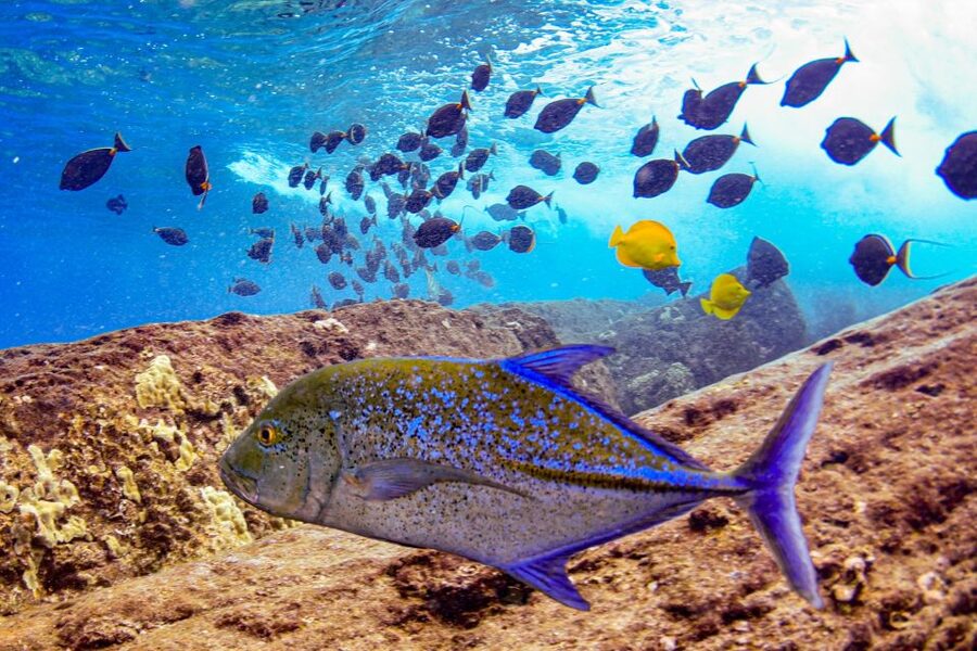 From Kihei: Molokini Crater and Turtle Town Snorkeling - Who should book this snorkel trip?