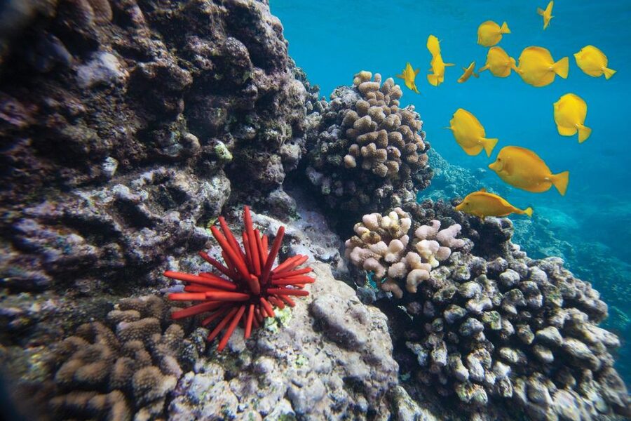 From Kihei: Molokini Crater and Turtle Town Snorkeling - Molokini Crater and the clearest water of the morning