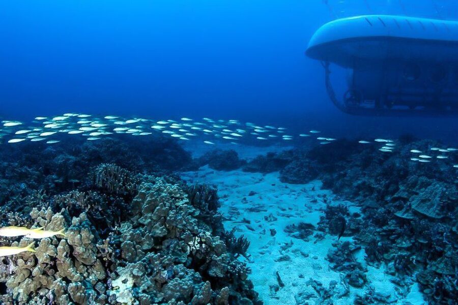 From Kona: Big Island Underwater Submarine Adventure - Fish, coral, and shipwrecks along the route
