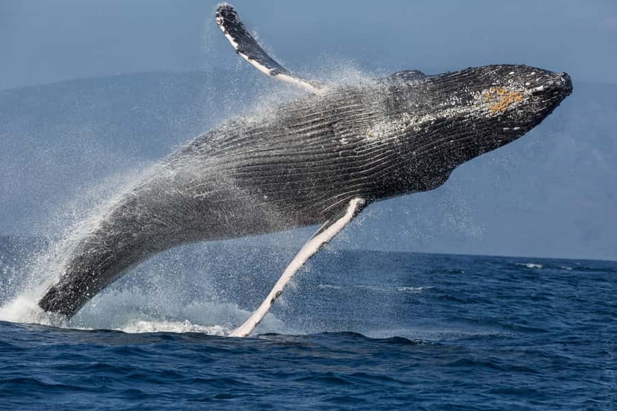 From Ma'alaea: 'Alihilani Sunset Sail Catamaran Tour - Who should book, and who should skip it