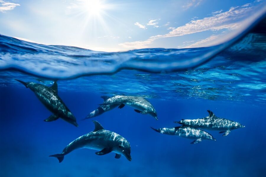 From Ma'alaea: Turtle Town Snorkel aboard Quicksilver - Who will enjoy this cruise most