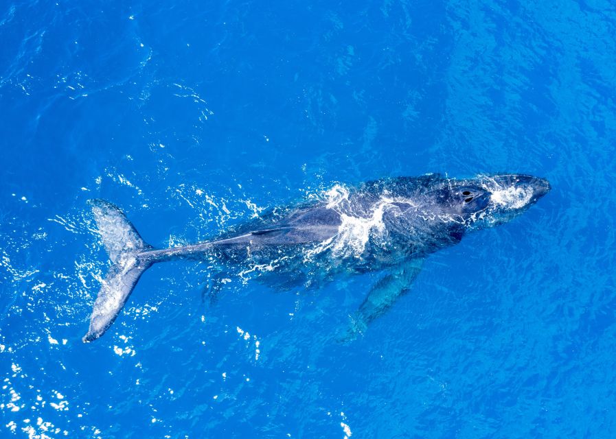 From Maalaea: Whale Watching Catamaran Cruise with Drinks - Key points to know before you sail