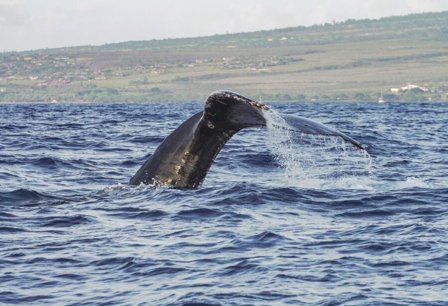 From Maalaea: Whale Watching Catamaran Cruise with Drinks - How the value compares at $69