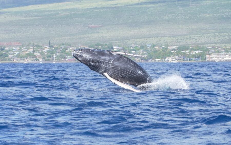 From Maalaea: Whale Watching Catamaran Cruise with Drinks - Why this two-hour Maui cruise is worth considering