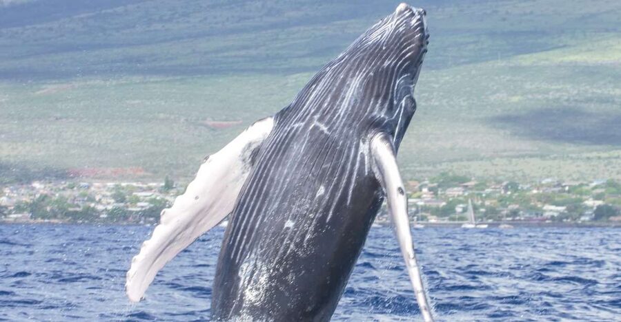 From Maalaea: Whale Watching Catamaran Cruise with Drinks - The main 90 minutes: watching Maui’s humpback whales