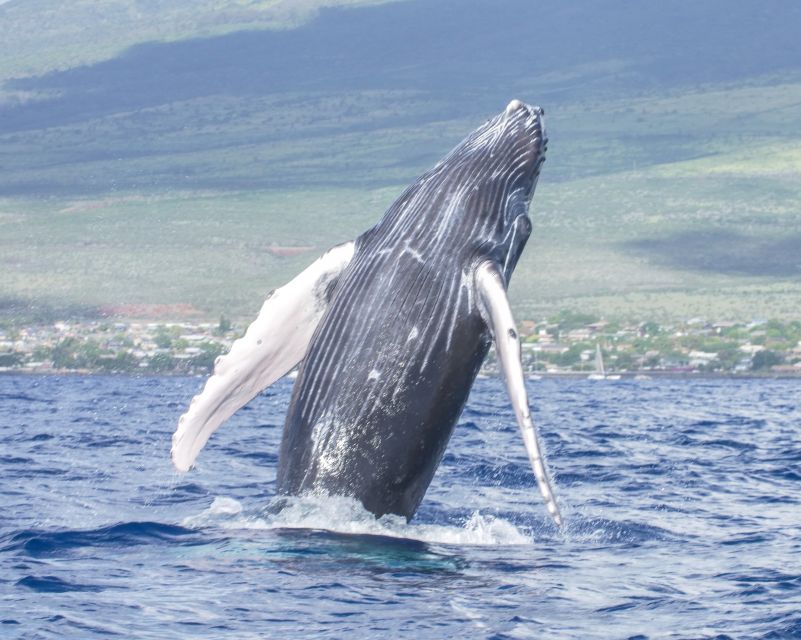 From Maalaea: Whale Watching Catamaran Cruise with Drinks - Listening to whale songs with the hydrophones