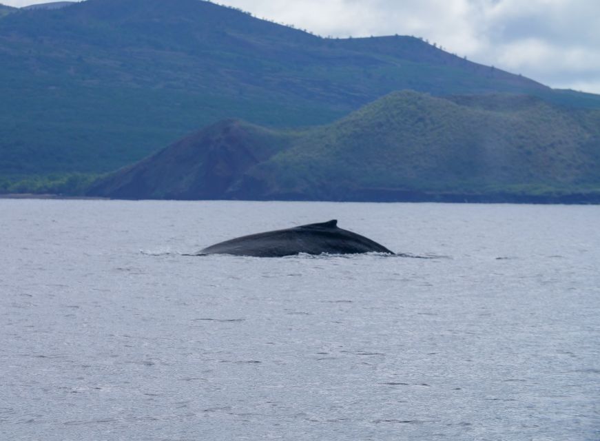 From Maalaea: Whale Watching Catamaran Cruise with Drinks - Views beyond the whales