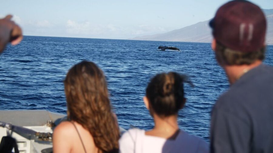 From Maalaea: Whale Watching Catamaran Cruise with Drinks - Drinks, music, and the small-boat feel