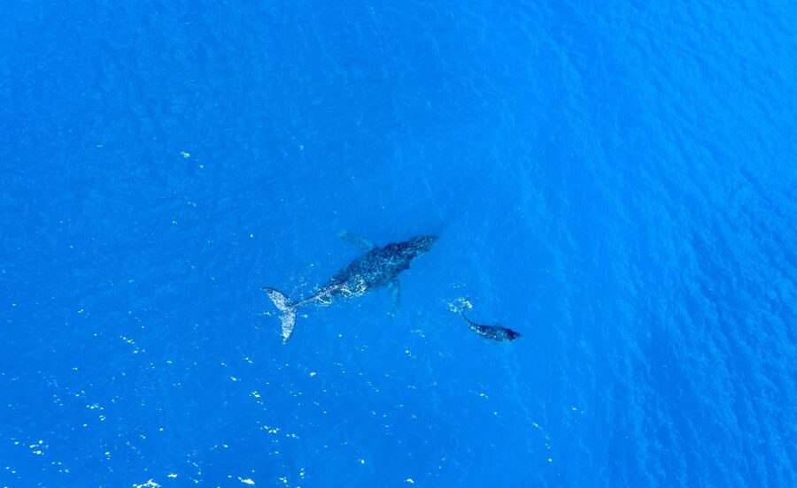 From Maalaea: Whale Watching Catamaran Cruise with Drinks - Seasickness and what to bring