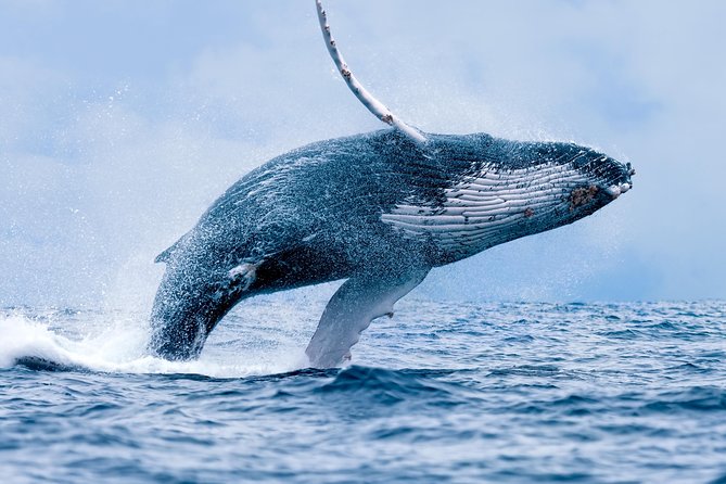 From Maalaea: Whale Watching Tour Aboard the Quicksilver - December Through April Is Whale Time