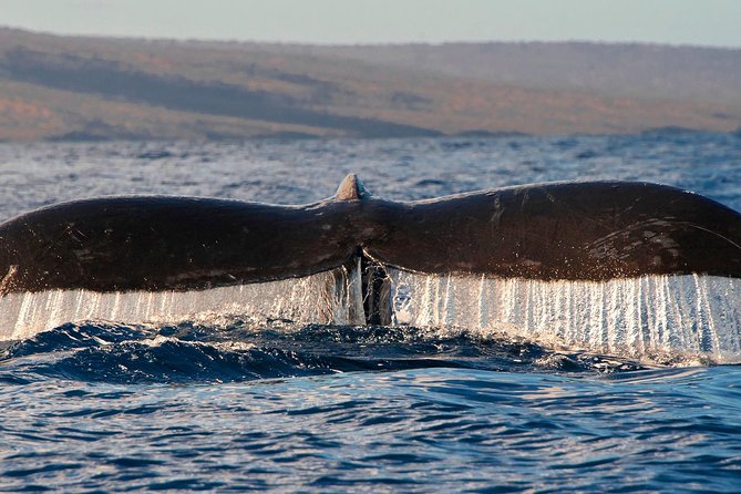 From Maalaea: Whale Watching Tour Aboard the Quicksilver - Hydrophones Add the Sound of the Ocean