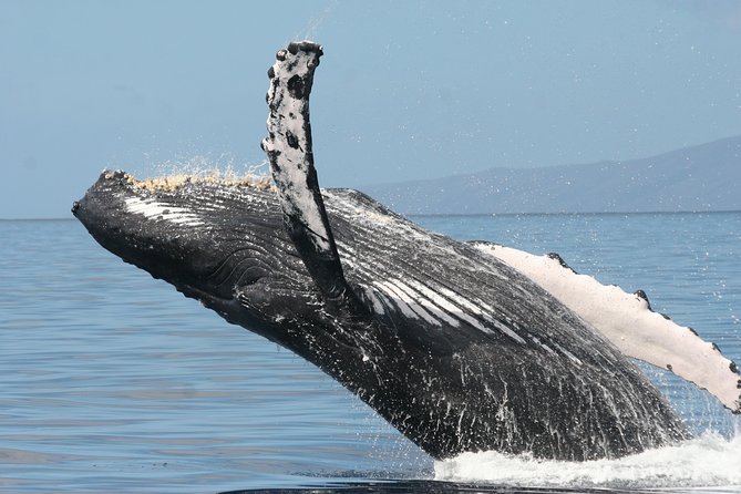 From Maalaea: Whale Watching Tour Aboard the Quicksilver - Seating, Views, and Whale-Watching Etiquette