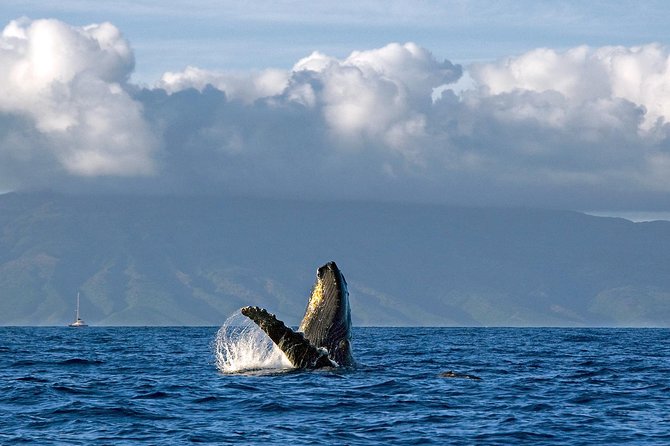 From Maalaea: Whale Watching Tour Aboard the Quicksilver - How Good Is the $49.95 Price?