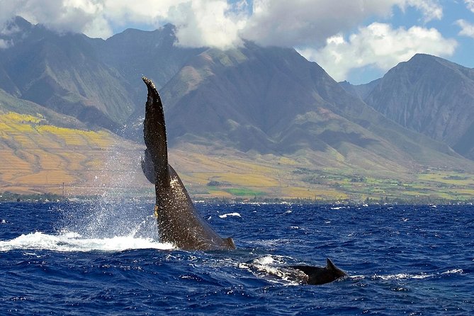 From Maalaea: Whale Watching Tour Aboard the Quicksilver - Practical Details Before You Book