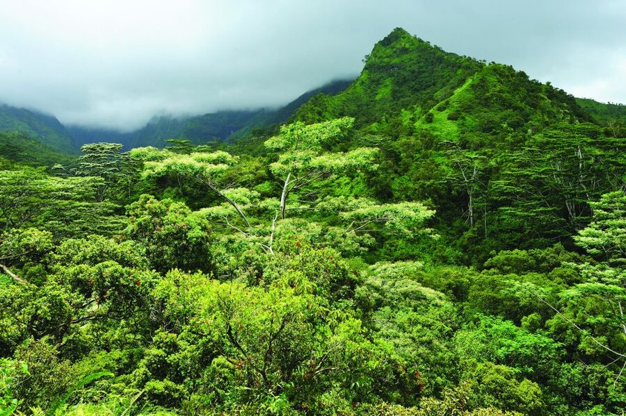 From Oahu: Kauai Highlights & Movie Sites - Who Should Book This Kauai Day Trip?