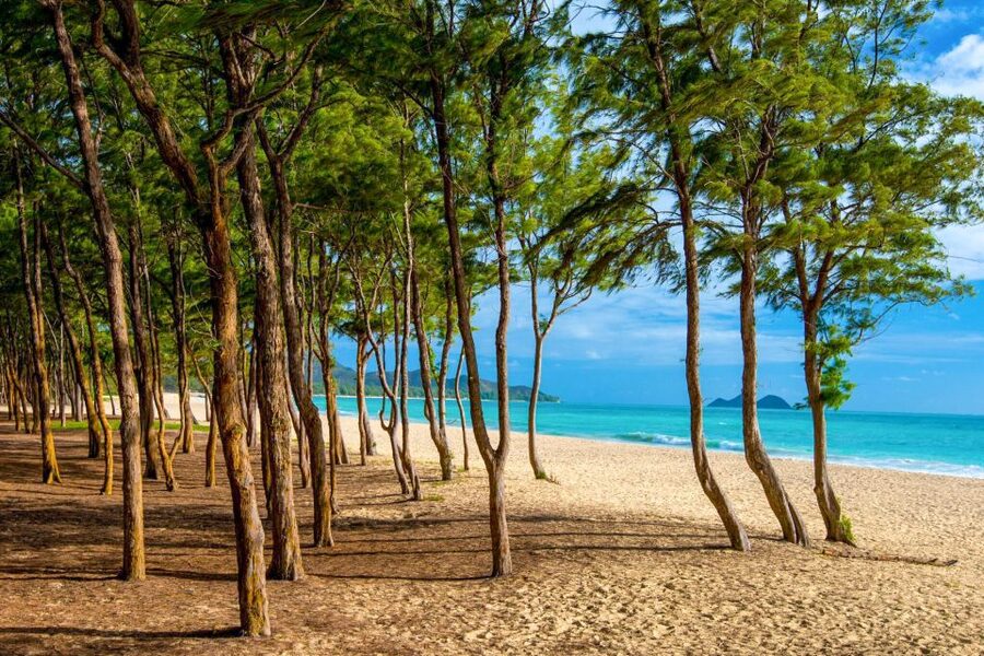 From Waikiki: Best of Oahu Photo Tour with Pickup - Makapuʻu Point and Sandy Beach show Oahu’s color