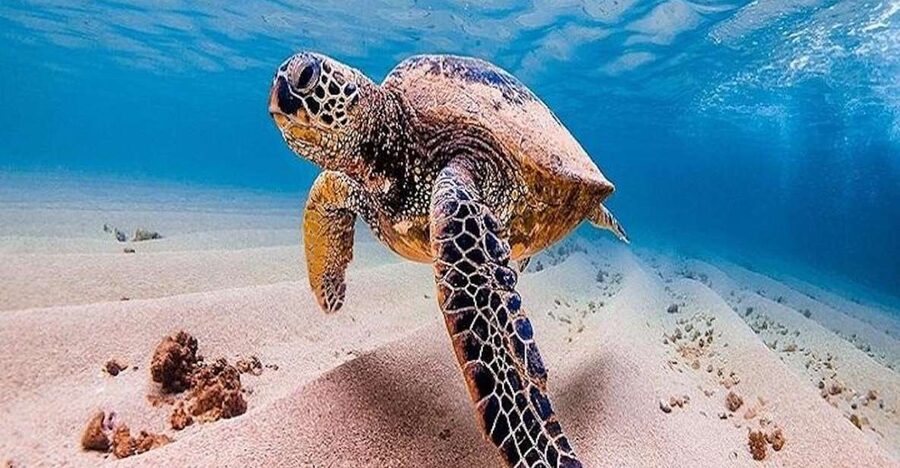 From Waikiki: Oahu Grand Circle Island Experience - Is $165 a fair price?