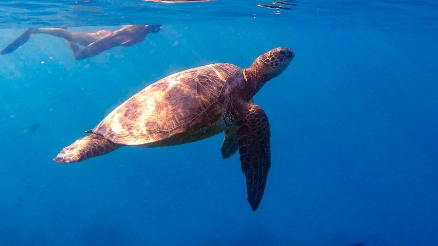 From Waikiki: Turtle Canyon Snorkeling Tour - Key points at a glance