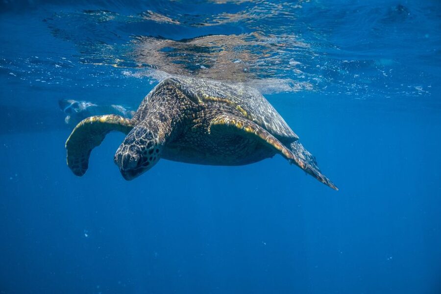From Waikiki: Turtle Canyon Snorkeling Tour - A quick ride from Waikiki to Turtle Canyon