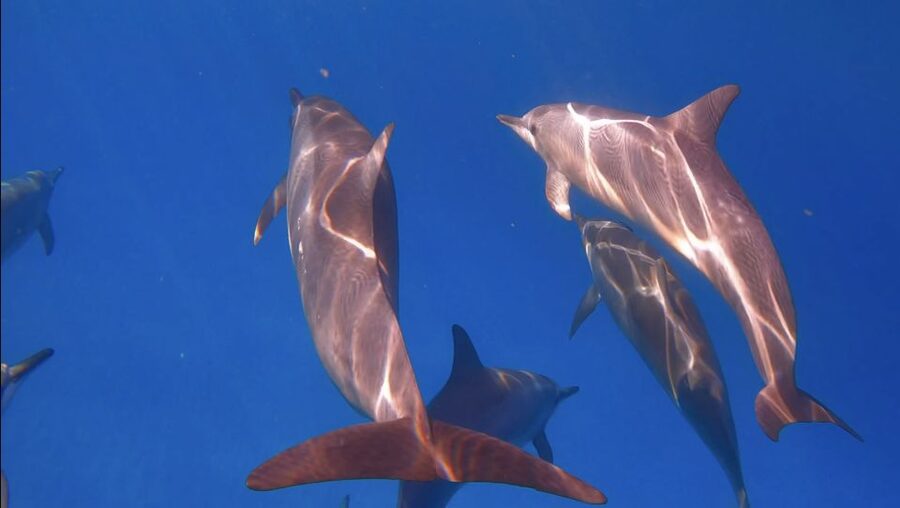 From Waikiki: Turtle Canyon Snorkeling Tour - The guides make a difference in open water