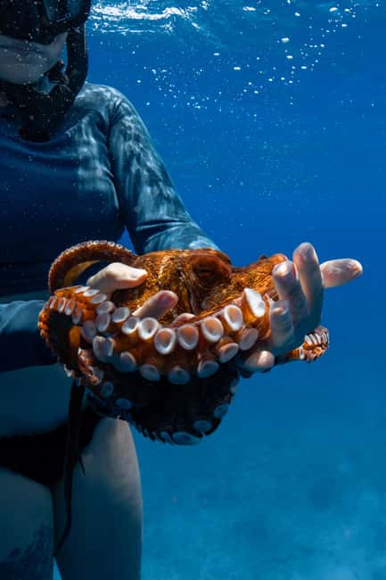 From Waikiki: Turtle Canyon Snorkeling Tour - Why the group limit is worth noting