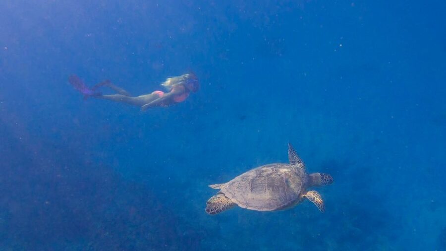 From Waikiki: Turtle Canyon Snorkeling Tour - What the $81 price really covers