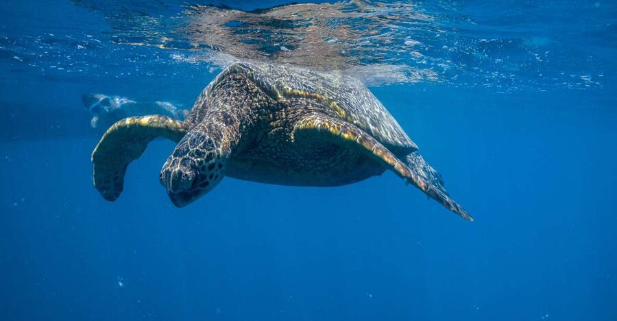 From Waikiki: Turtle Canyon Snorkeling Tour - Fifty minutes among turtles and reef fish